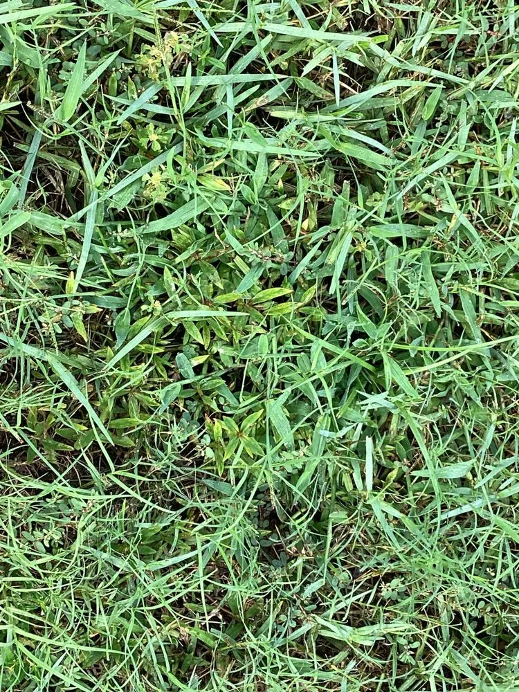 Custom landscaping services experts serving Green Cove Springs, FL - Agrow Pro