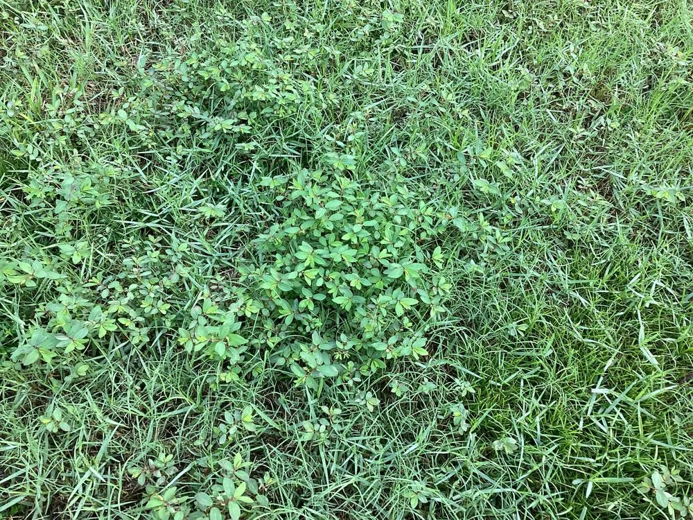 Top-rated yard cleanup service in Green Cove Springs, FL - Agrow Pro