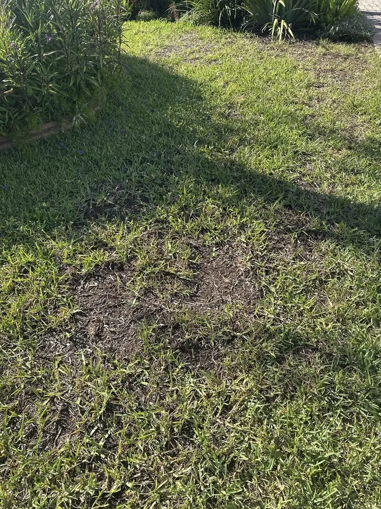 Reliable lawn care service for homes in Green Cove Springs, FL by Agrow Pro