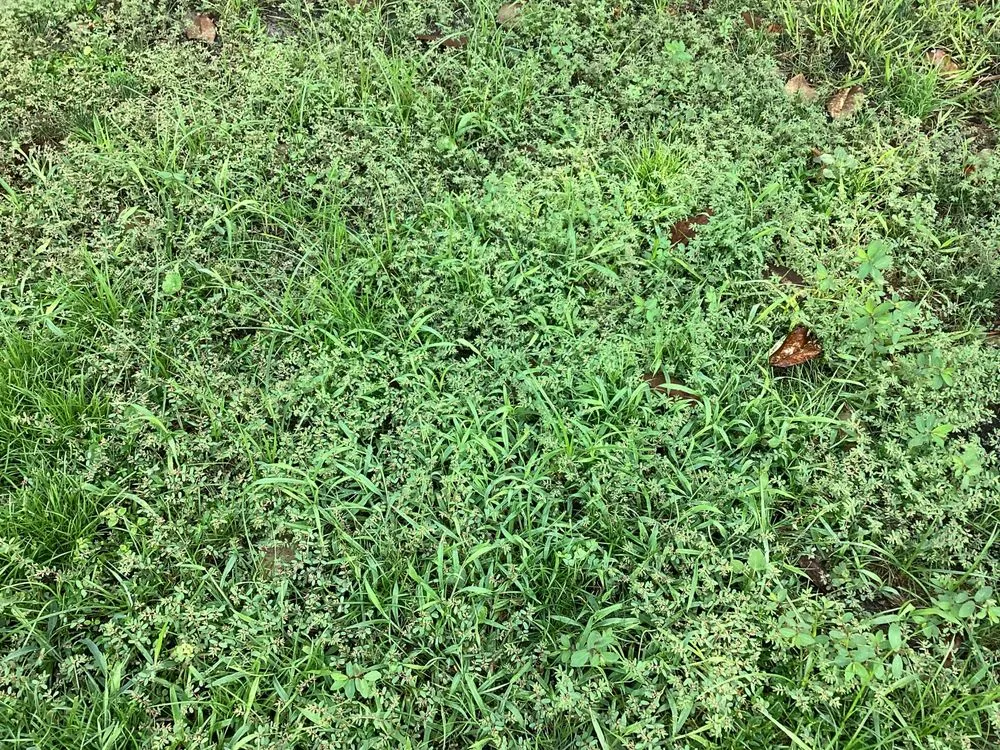 Local lawn care service in Green Cove Springs, FL - Agrow Pro