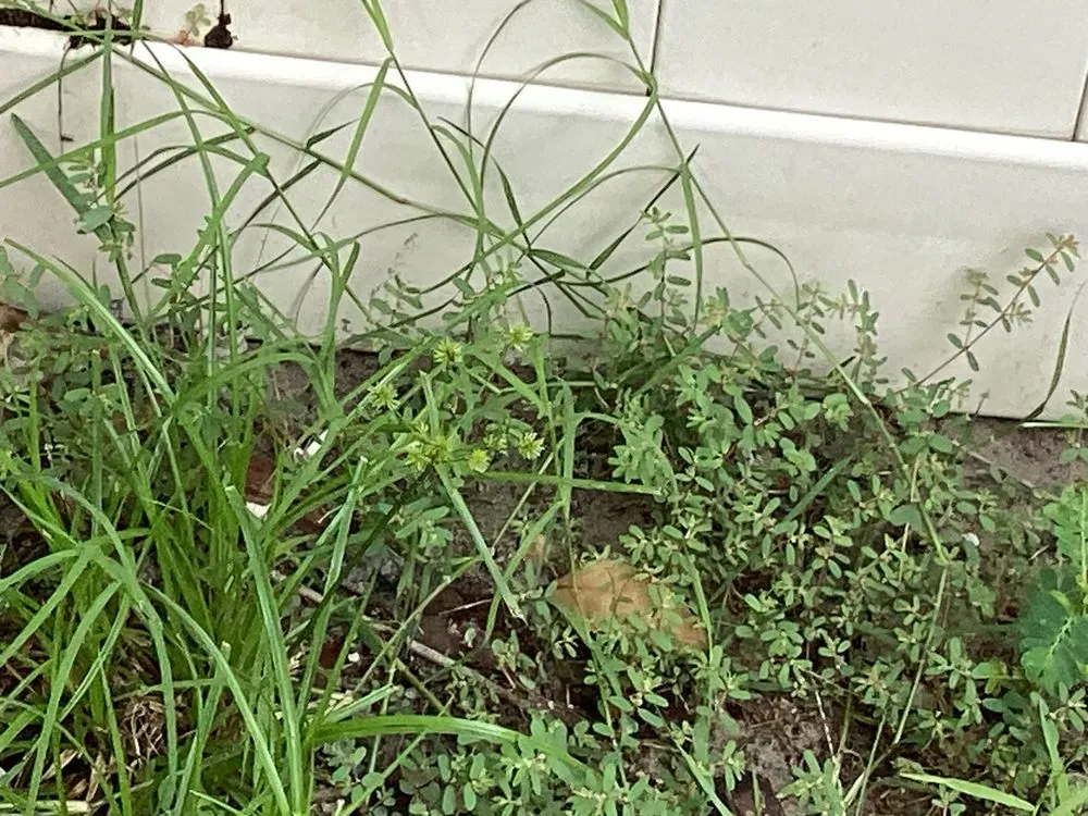 Affordable landscape installation for homes in Green Cove Springs, FL by Agrow Pro