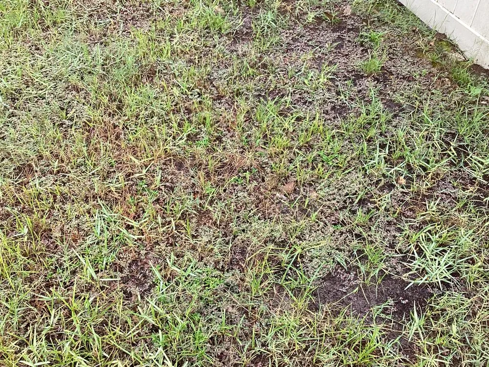 Professional lawn care service in Green Cove Springs, FL by Agrow Pro