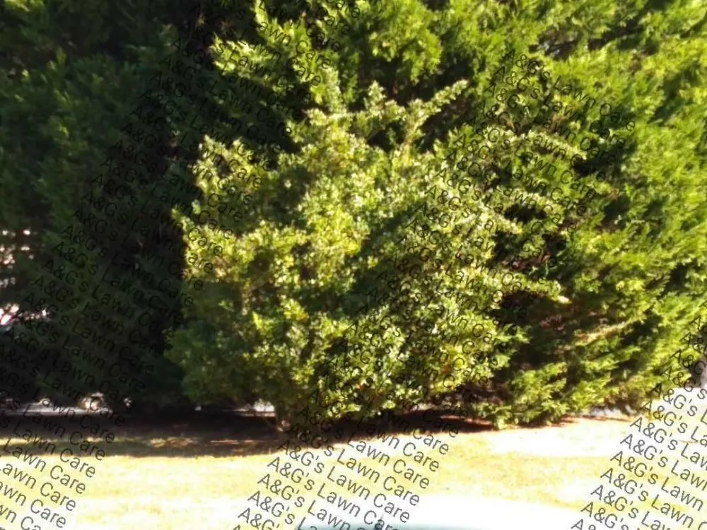 Custom lawn care service in Rock Hill, SC - A&G's Lawn Care & Property Maintenance