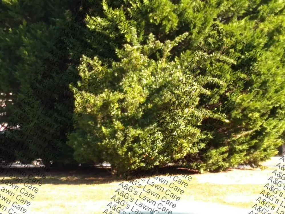 Reliable yard cleanup service in Rock Hill, SC - A&G's Lawn Care & Property Maintenance