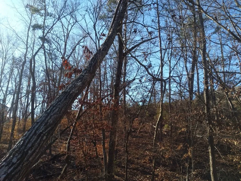 Trusted landscape installation for year-round maintenance across Rock Hill, SC - A&G's Lawn Care & Property Maintenance