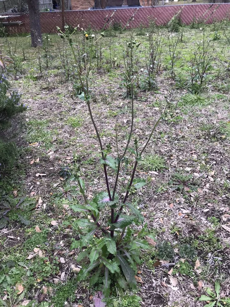 Local landscape design for beautiful yards in College Station, TX by Agscapes