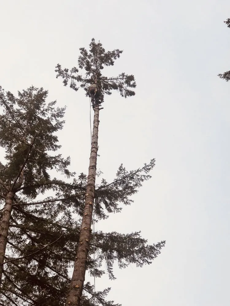 Reliable lawn care service with custom design across Everett, WA - Aguayo General Contractor