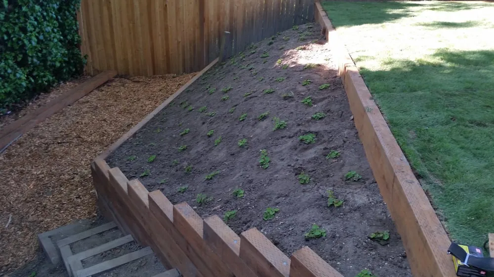 Professional yard cleanup service for year-round maintenance across Shoreline, WA - Aguayo Professional Gardener