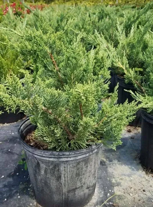 Local landscape design for beautiful yards across Miami, FL - Aguazul Nursery