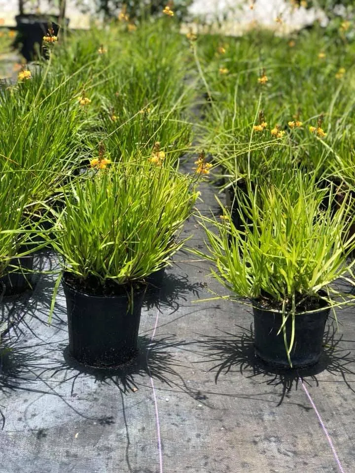 Expert residential landscaping in Miami, FL - Aguazul Nursery