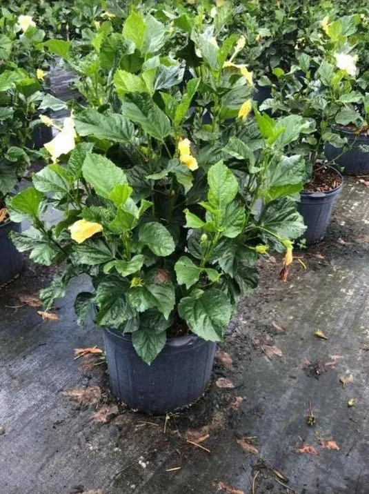 Local yard maintenance for beautiful yards in Miami, FL by Aguazul Nursery