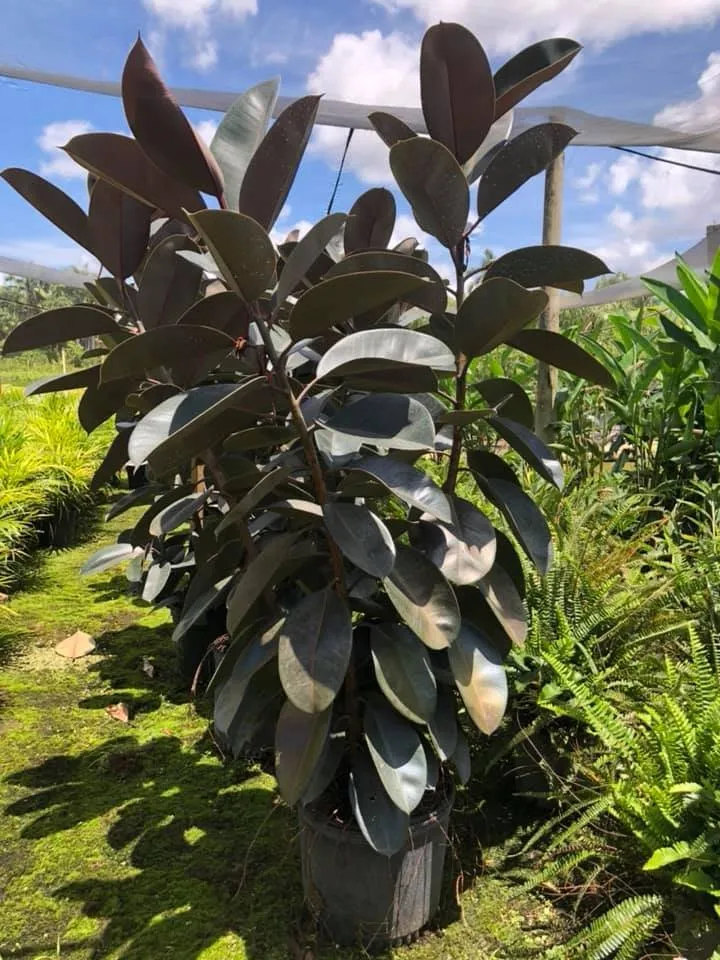 Professional landscape design in Miami, FL - Aguazul Nursery