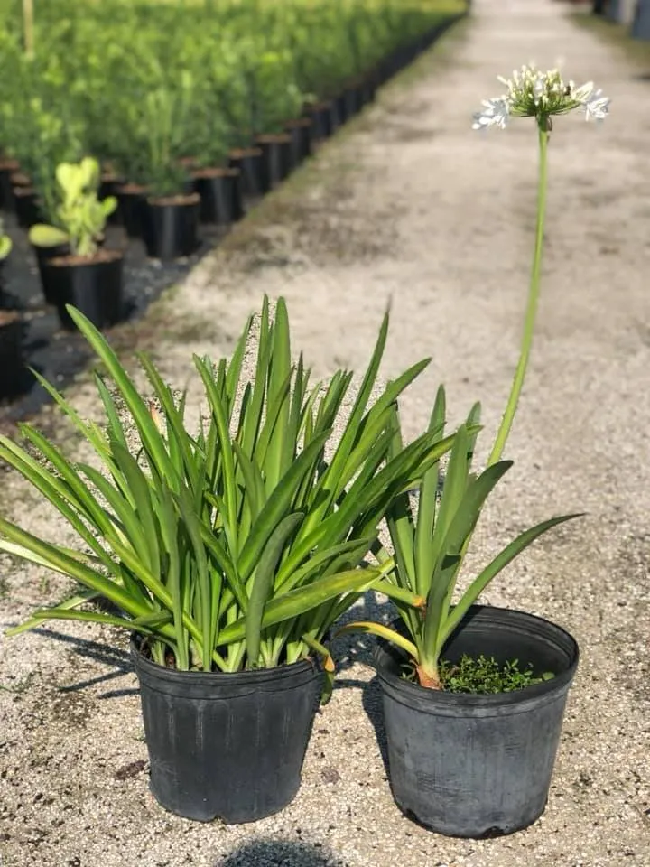 Custom lawn care service in Miami, FL by Aguazul Nursery