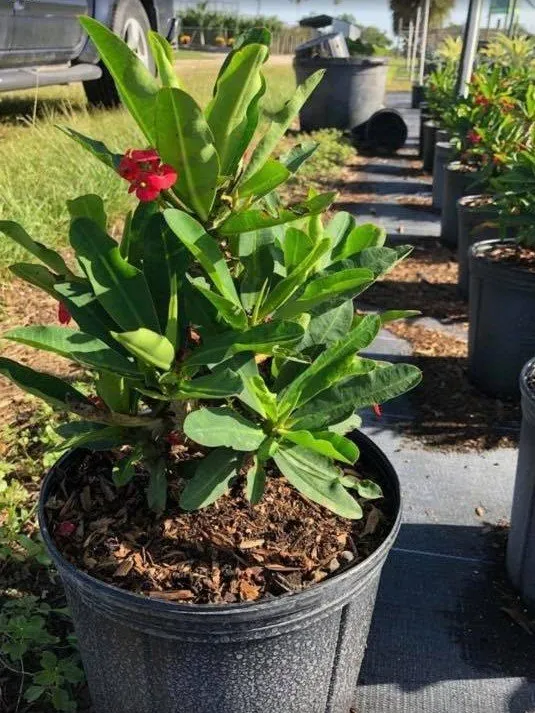 Custom landscaping services for homes in Miami, FL by Aguazul Nursery