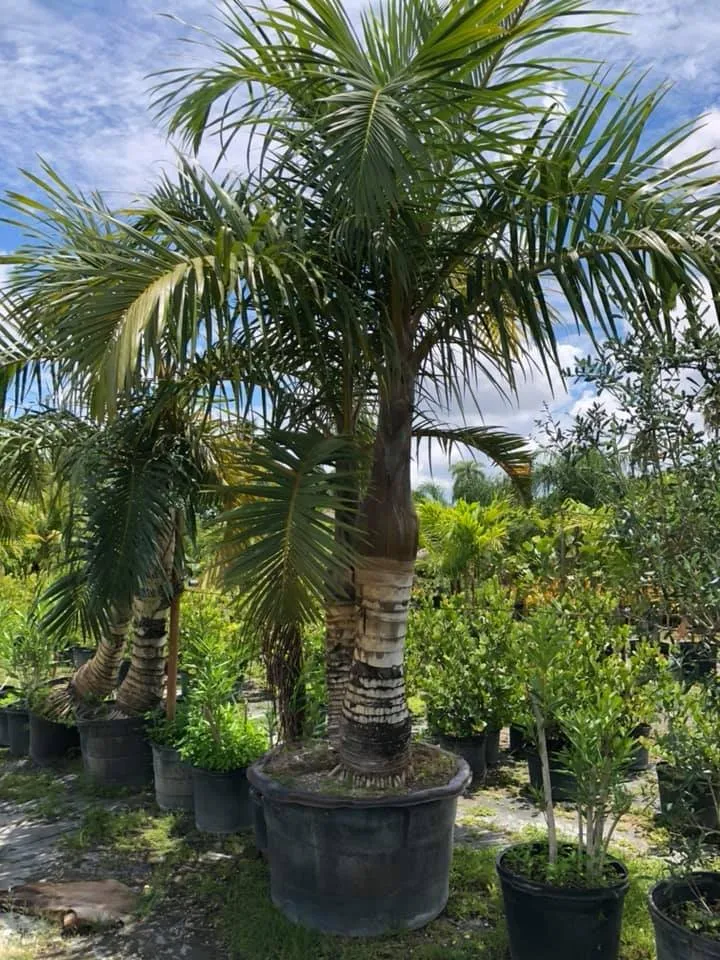 Professional lawn care service in Miami, FL by Aguazul Nursery