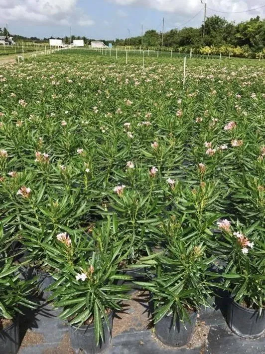 Top-rated yard cleanup service experts serving Miami, FL - Aguazul Nursery