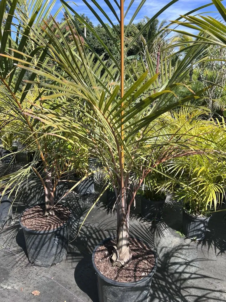 Affordable yard maintenance experts serving Miami, FL - Aguazul Nursery