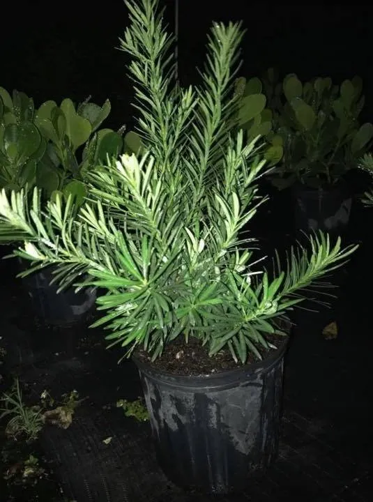 Professional yard maintenance experts serving Miami, FL - Aguazul Nursery