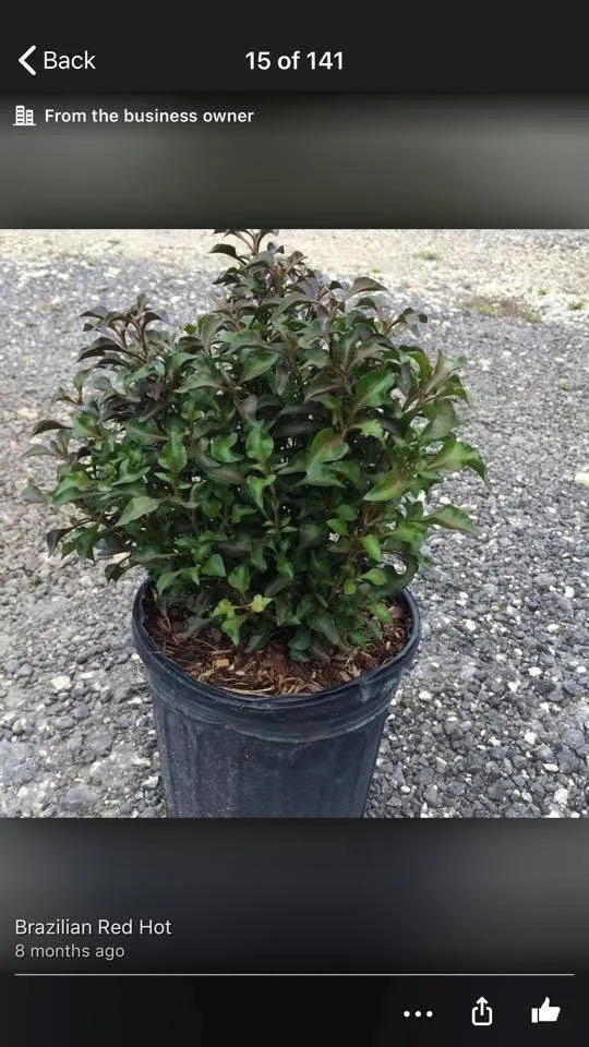 Affordable lawn care service for year-round maintenance across Miami, FL - Aguazul Nursery