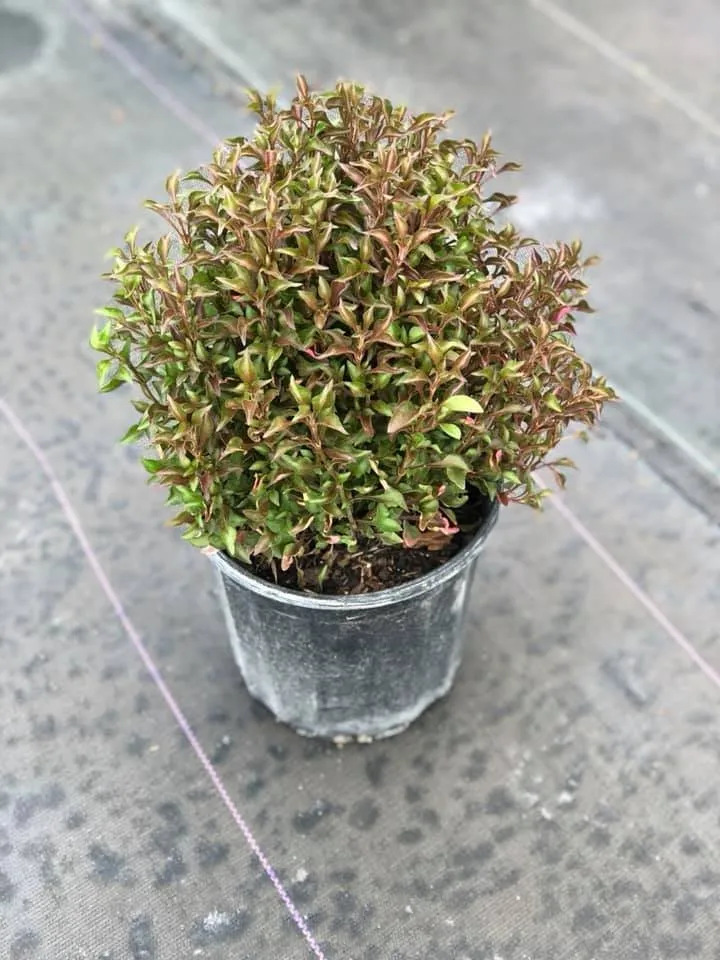 Trusted landscape installation in Miami, FL - Aguazul Nursery