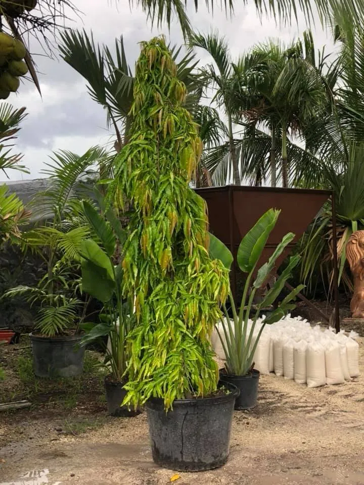 Expert garden landscaping for residential properties in Miami, FL by Aguazul Nursery