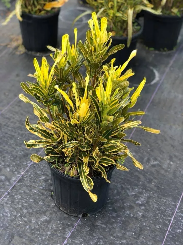 Professional landscape installation in Miami, FL - Aguazul Nursery