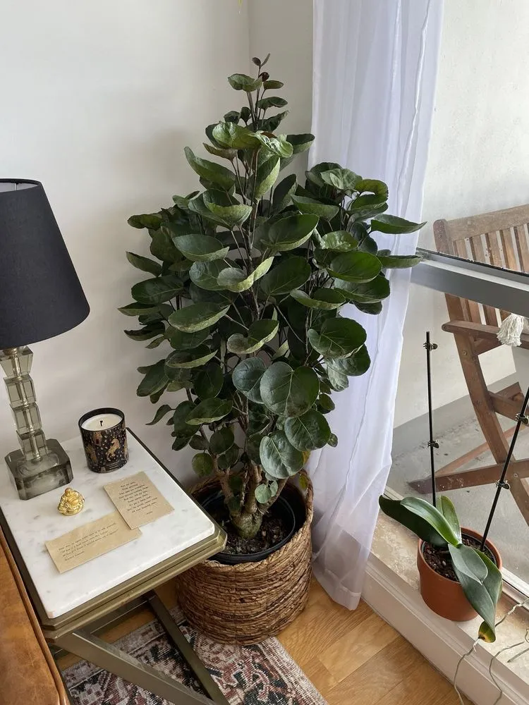 Reliable yard cleanup service with custom design across Miami, FL - Aguazul Nursery