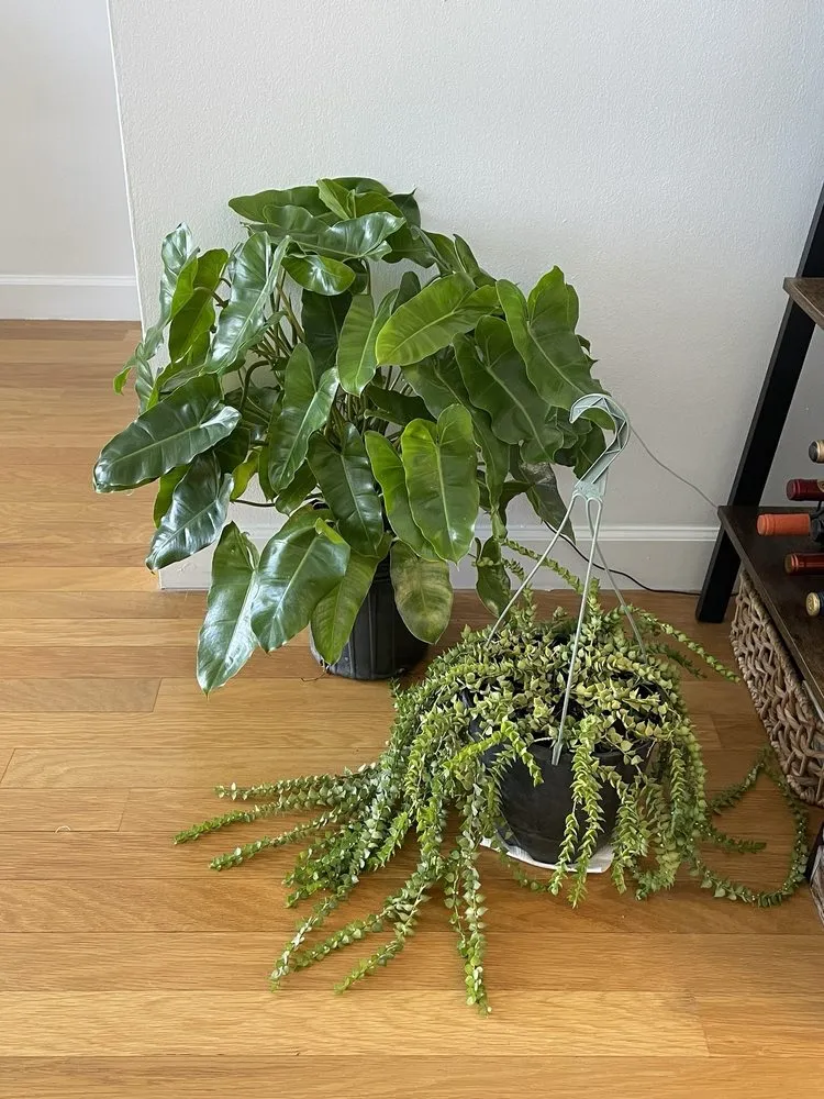 Custom outdoor landscaping for outdoor upgrades in Miami, FL by Aguazul Nursery