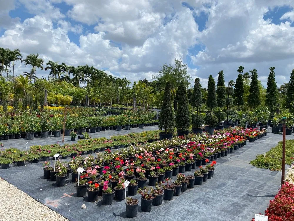 Local landscaping services in Miami, FL by Aguazul Nursery