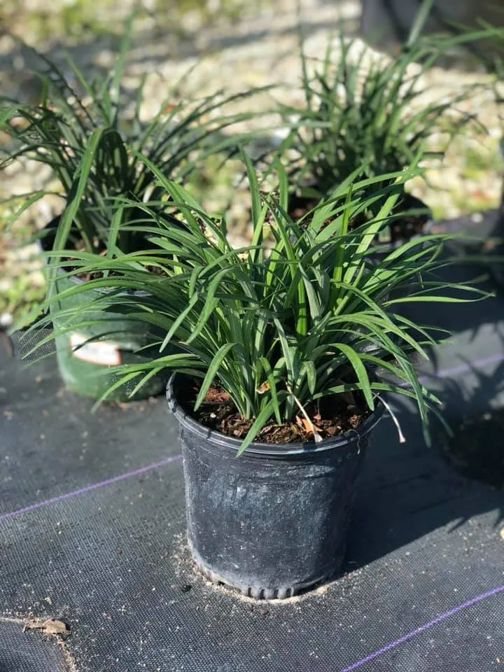 Trusted landscape design in Miami, FL - Aguazul Nursery