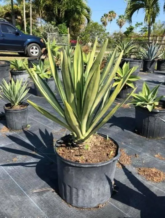 Trusted outdoor landscaping for outdoor upgrades across Miami, FL - Aguazul Nursery