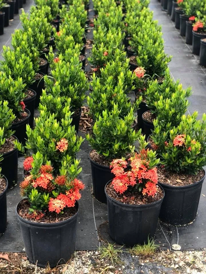 Top-rated landscaping services experts serving Miami, FL - Aguazul Nursery