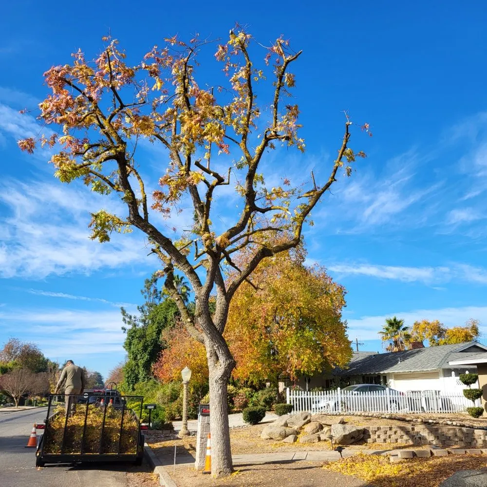 Affordable landscaping services for homes across Clovis, CA - Aguila GR Tree & Landscaping Service