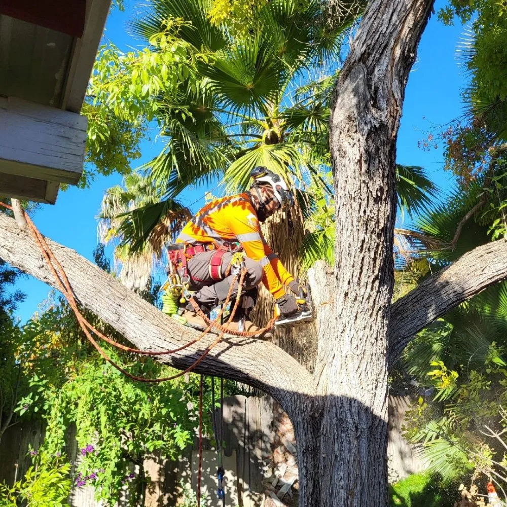 Local landscape installation in Clovis, CA - Aguila GR Tree & Landscaping Service