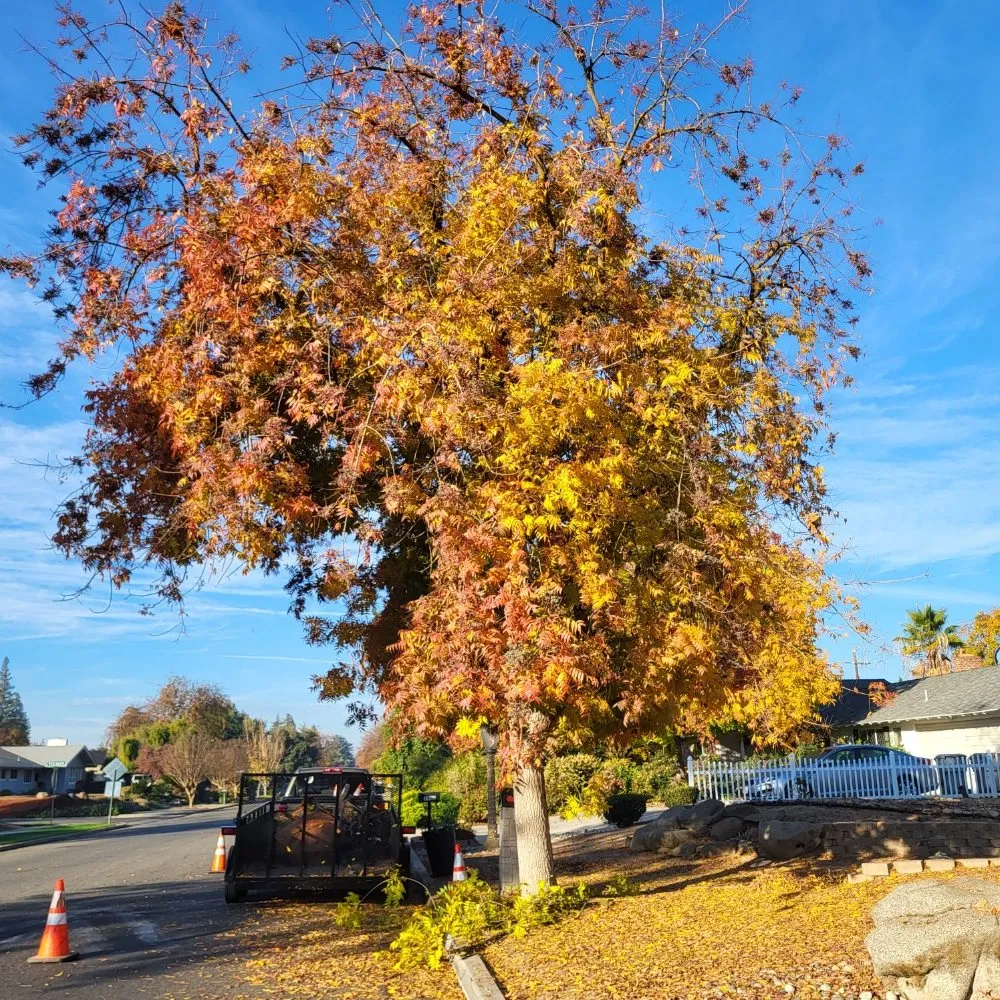 Trusted outdoor landscaping for outdoor upgrades across Clovis, CA - Aguila GR Tree & Landscaping Service