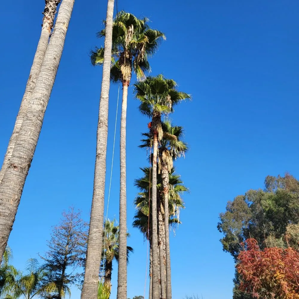 Expert landscaping services in Clovis, CA - Aguila GR Tree & Landscaping Service