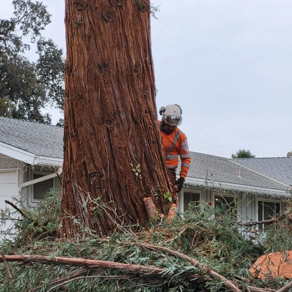 Local lawn care service in Clovis, CA - Aguila GR Tree & Landscaping Service
