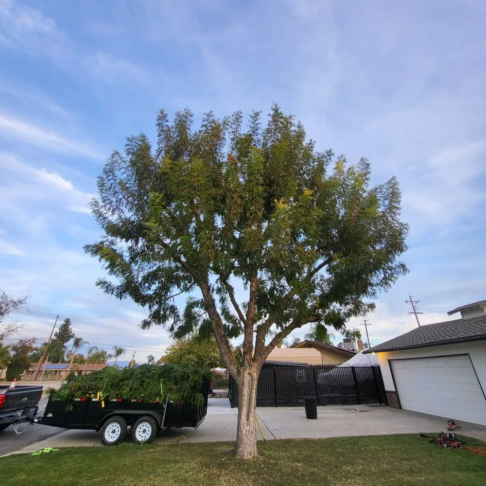Trusted landscaping services in Clovis, CA by Aguila GR Tree & Landscaping Service