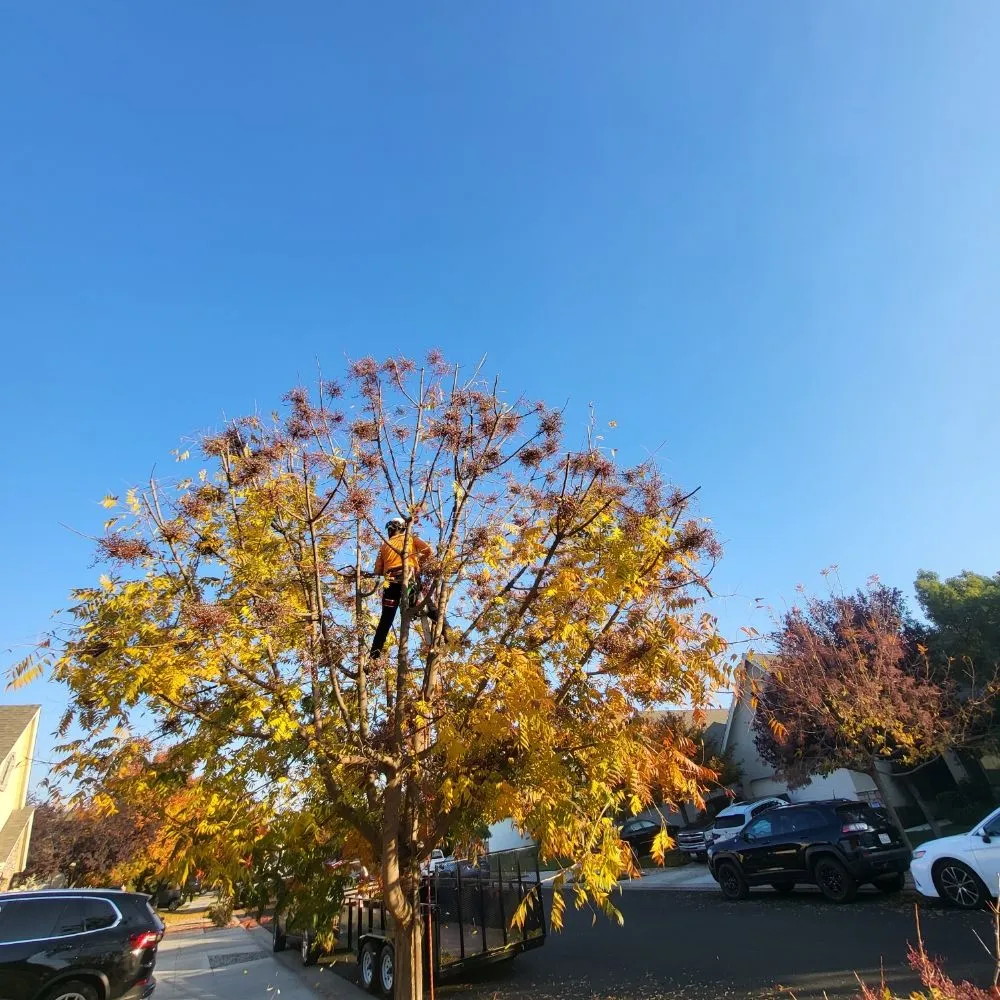 Expert lawn care service in Clovis, CA by Aguila GR Tree & Landscaping Service