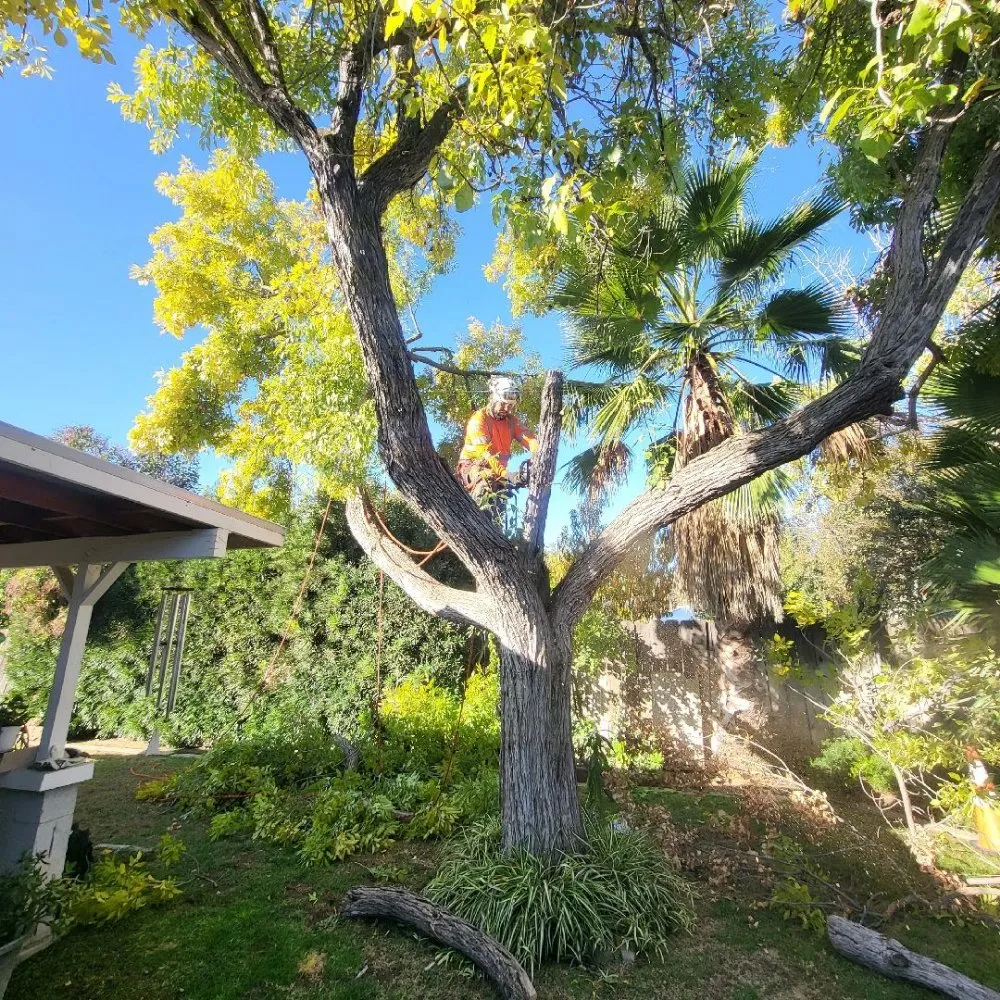 Custom residential landscaping for beautiful yards across Clovis, CA - Aguila GR Tree & Landscaping Service