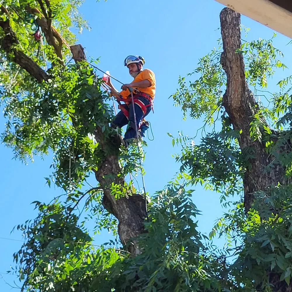 Top-rated lawn mowing service with custom design across Clovis, CA - Aguila GR Tree & Landscaping Service