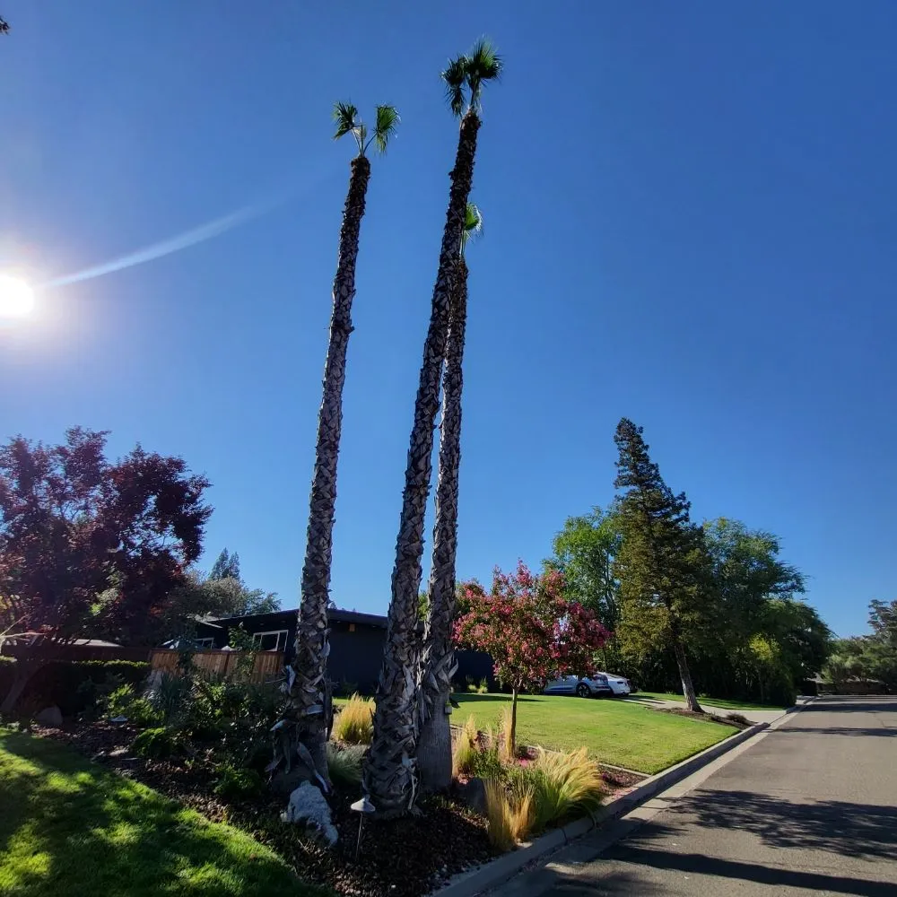 Local yard maintenance in Clovis, CA - Aguila GR Tree & Landscaping Service