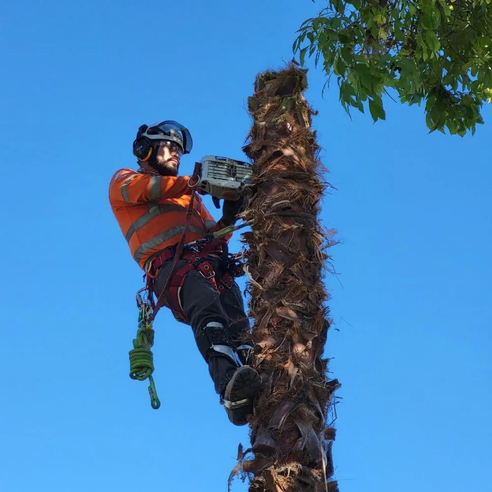 Custom lawn mowing service in Clovis, CA - Aguila GR Tree & Landscaping Service