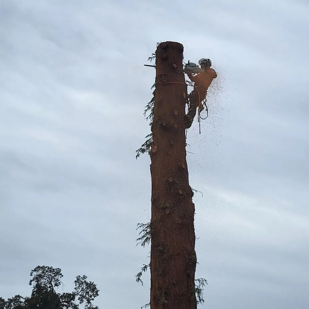 Reliable garden landscaping experts serving Clovis, CA - Aguila GR Tree & Landscaping Service