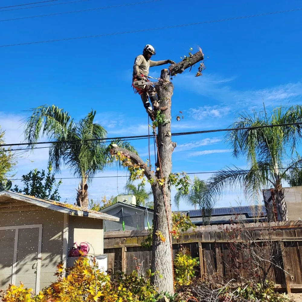 Professional landscape installation in Clovis, CA - Aguila GR Tree & Landscaping Service