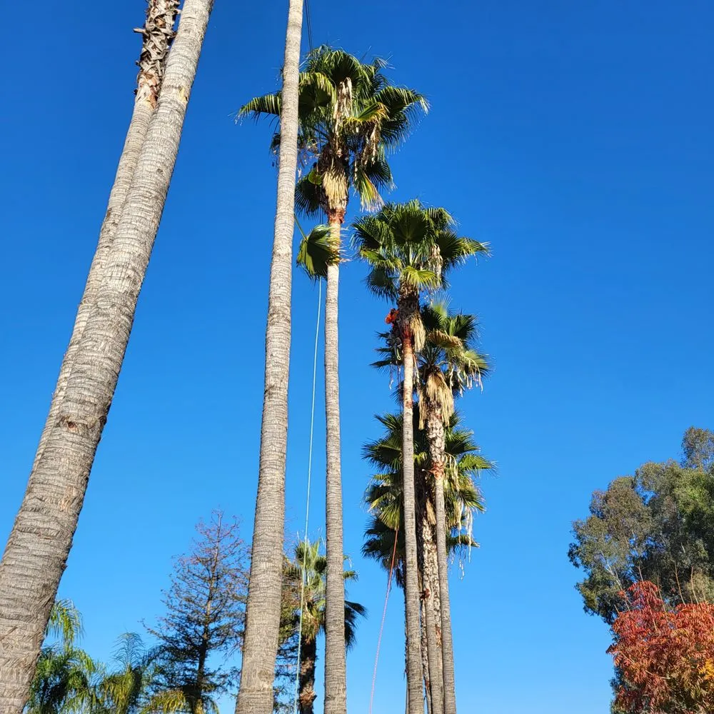 Top-rated yard cleanup service for residential properties in Clovis, CA by Aguila GR Tree & Landscaping Service