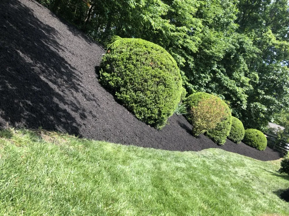 Trusted yard cleanup service in Manassas, VA - Aguila Landscaping