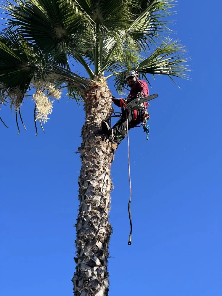 Reliable garden landscaping for year-round maintenance across Clovis, CA - Aguila Tree Service