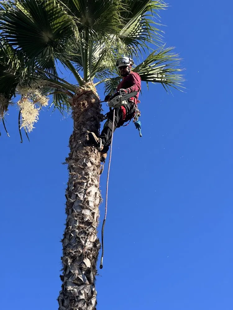 Trusted garden landscaping for outdoor upgrades in Clovis, CA by Aguila Tree Service