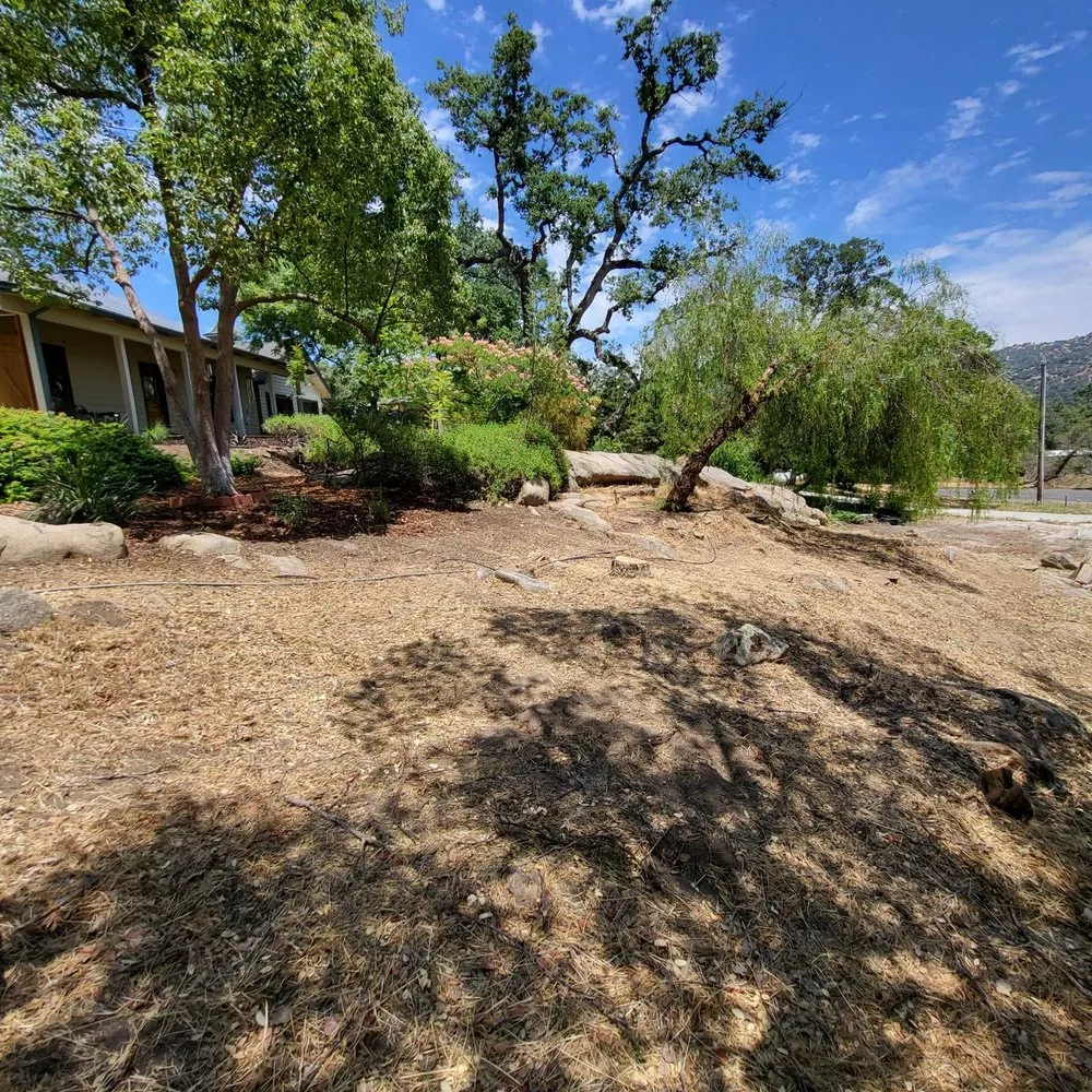 Local yard cleanup service in Clovis, CA - Aguila Tree Service